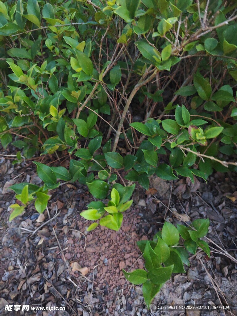 草叢中的綠色啞鈴