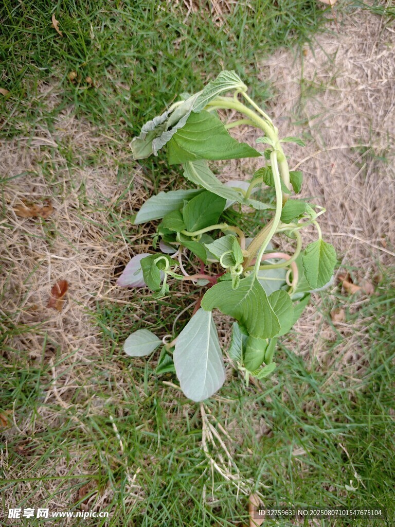 倒地的植物