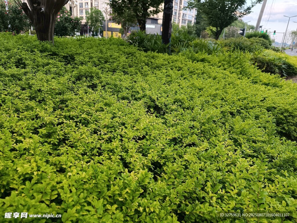 翠綠繁茂的叢生植物景觀