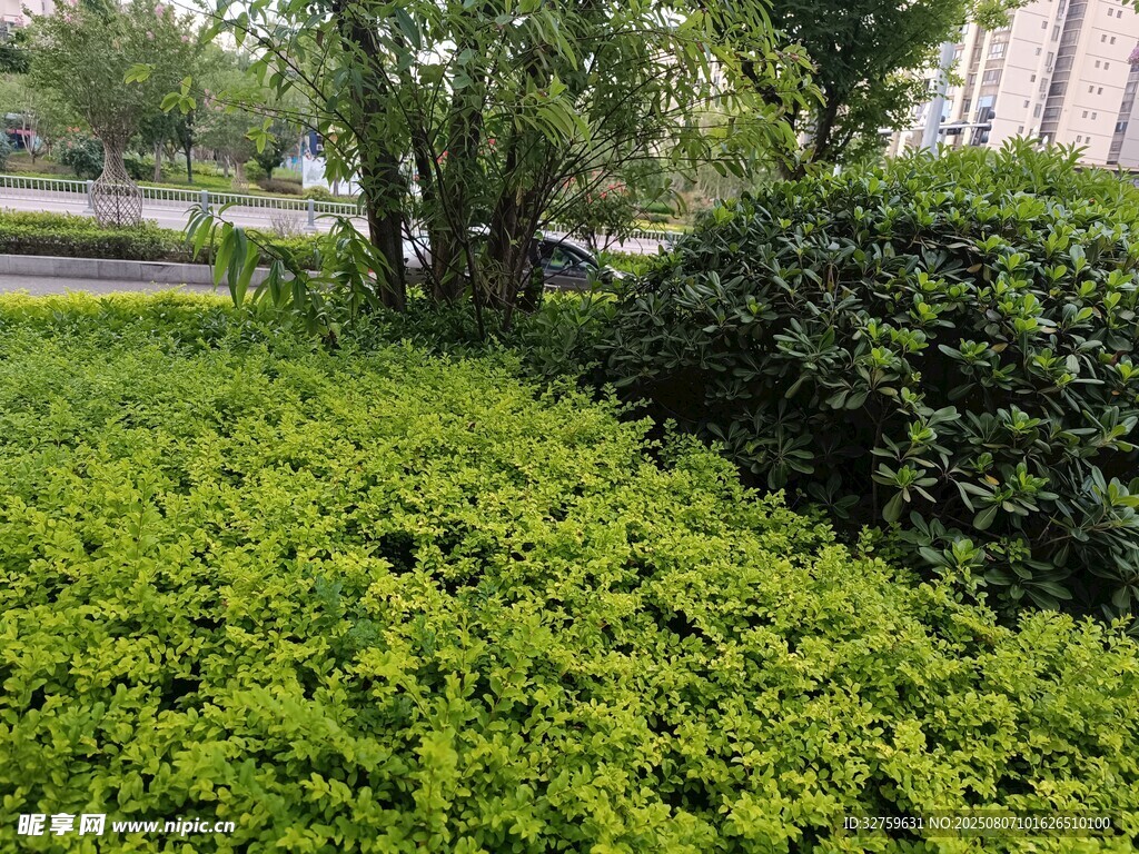 綠意盎然的繁茂灌木叢