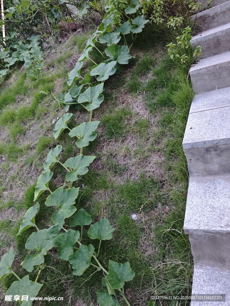 臺階旁蔓延的翠綠瓜藤