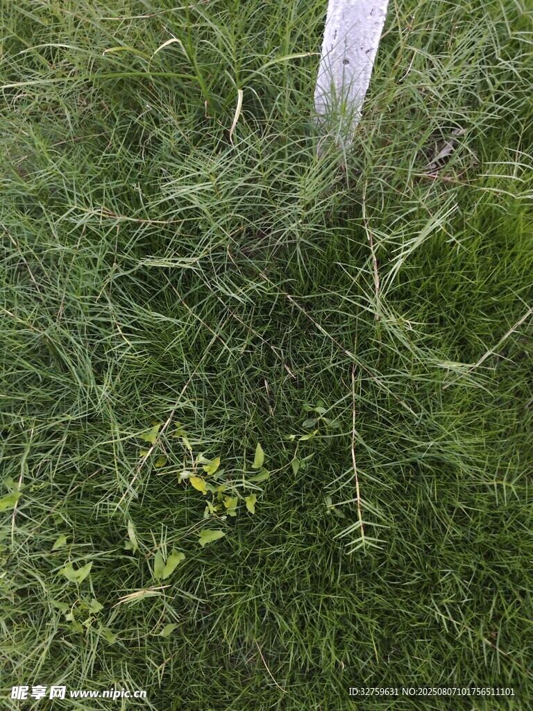 草叢中的白色桿狀物