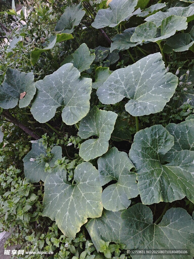 綠葉繁茂的瓜類(lèi)植物