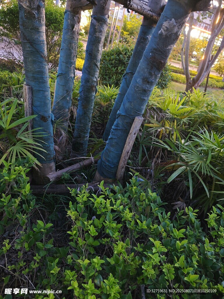 藍(lán)樹干下的翠綠植物