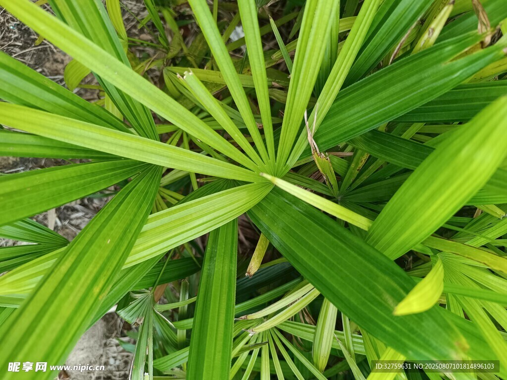 翠綠蒲葵葉片特寫