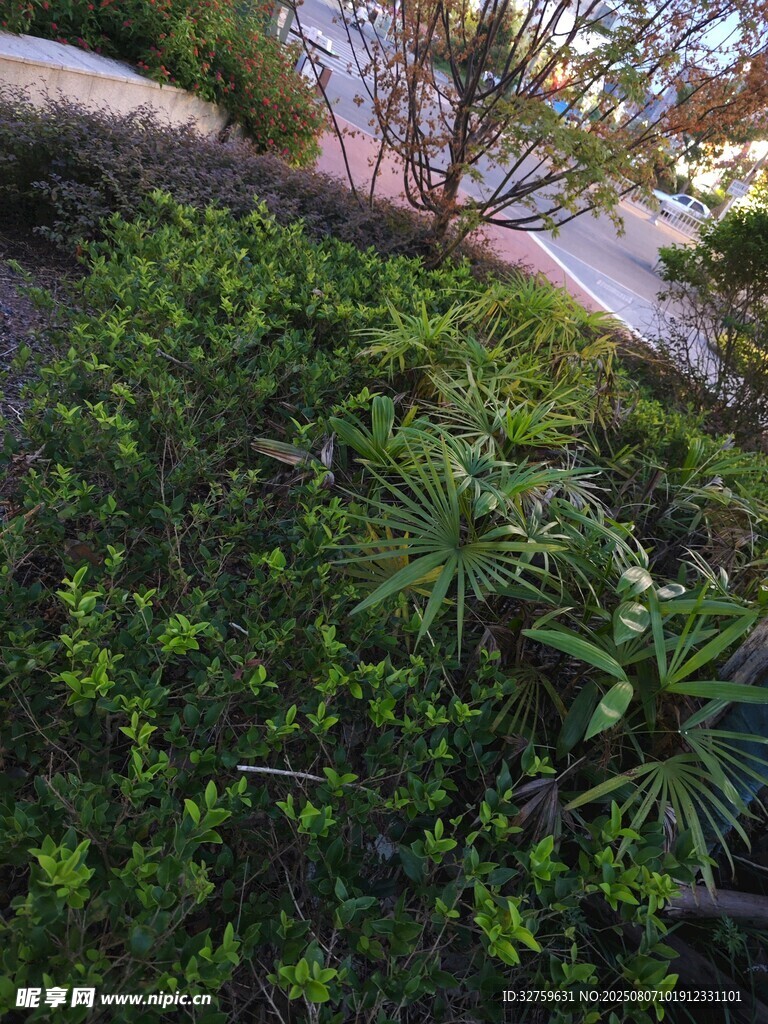 綠意盎然的戶外植物景觀