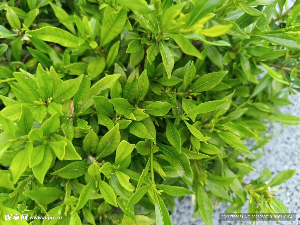 翠綠繁茂的清新植物