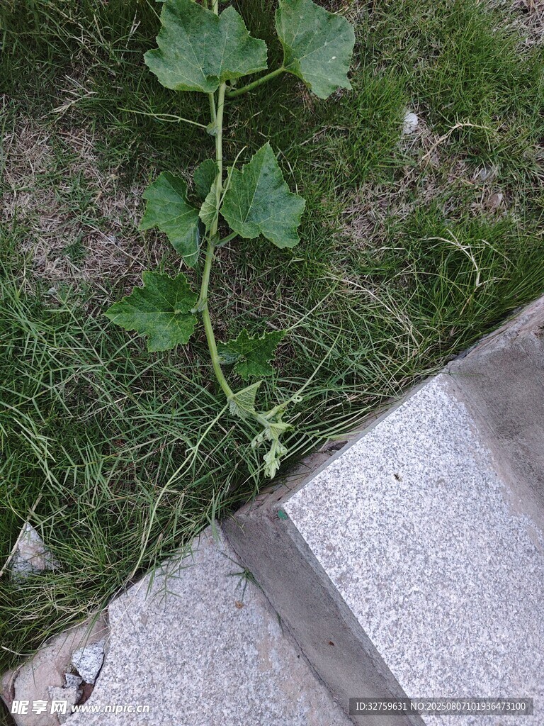 墻邊生長(zhǎng)的綠色植物