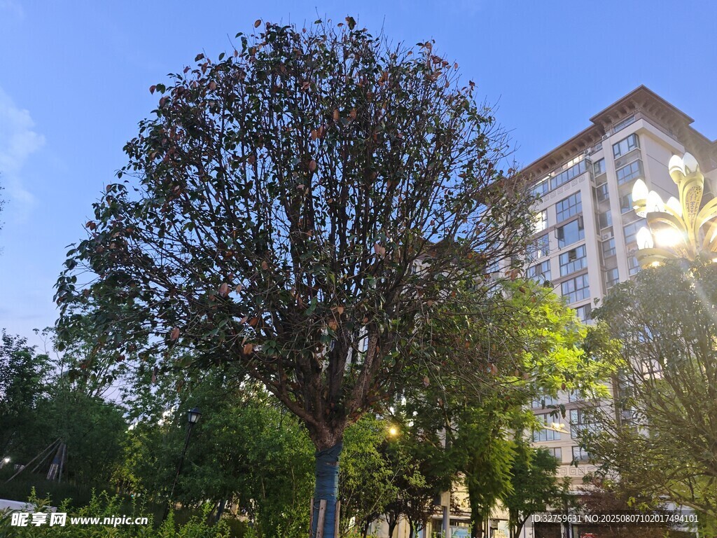 陽光下的樹木與建筑物