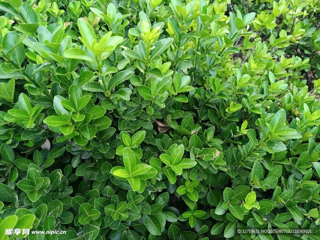 翠綠茂密的灌木叢
