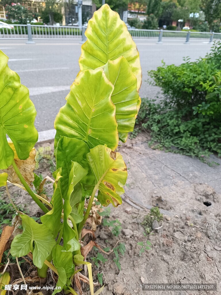 路邊翠綠的熱帶植物