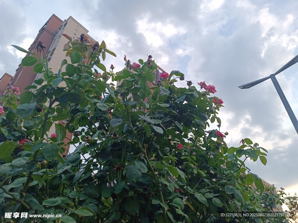 綠葉繁花映襯下的城市一角