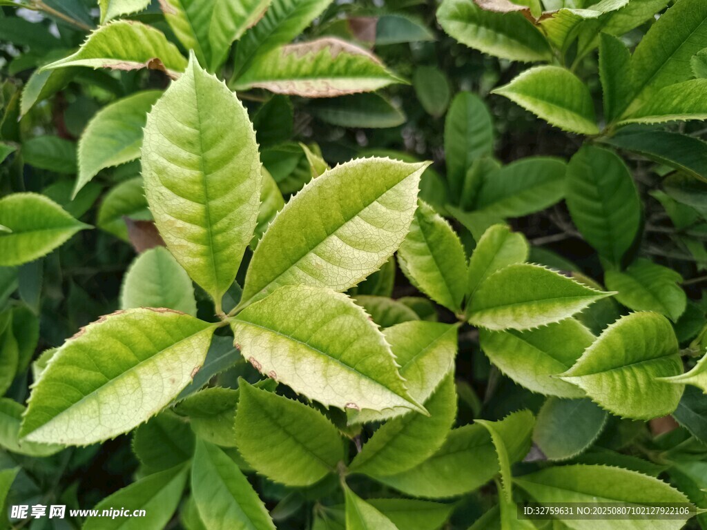 翠綠斑斕的植物葉片