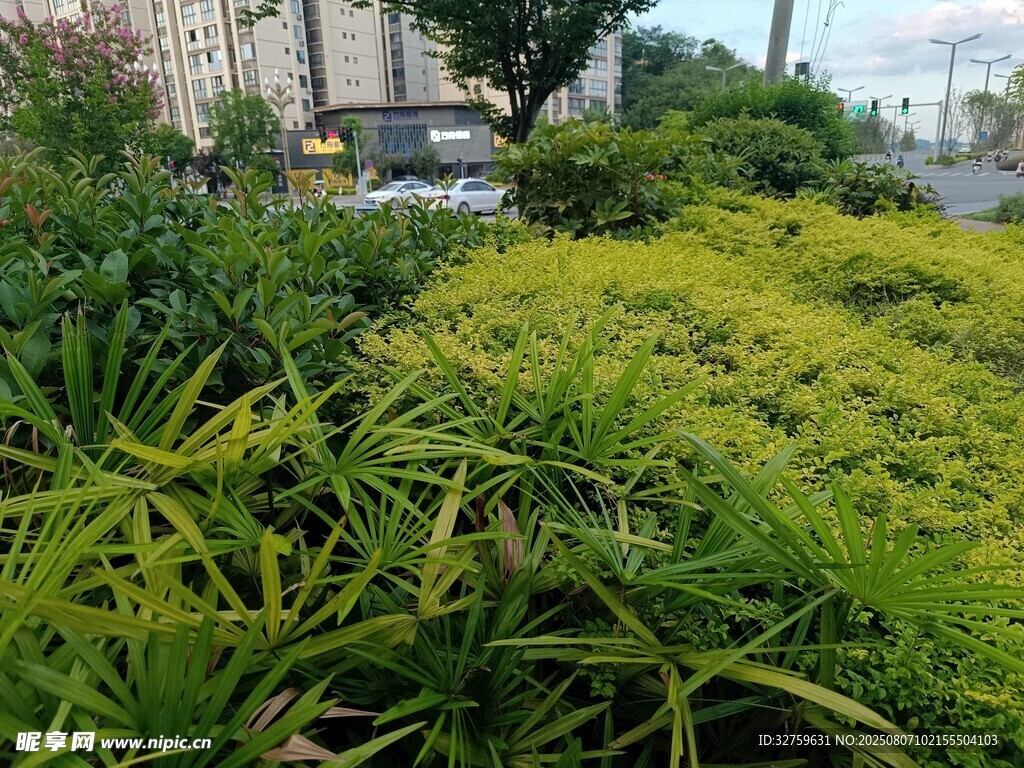 翠綠繁茂的戶外植物景觀