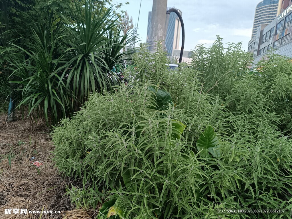 城市中的綠色植物景觀