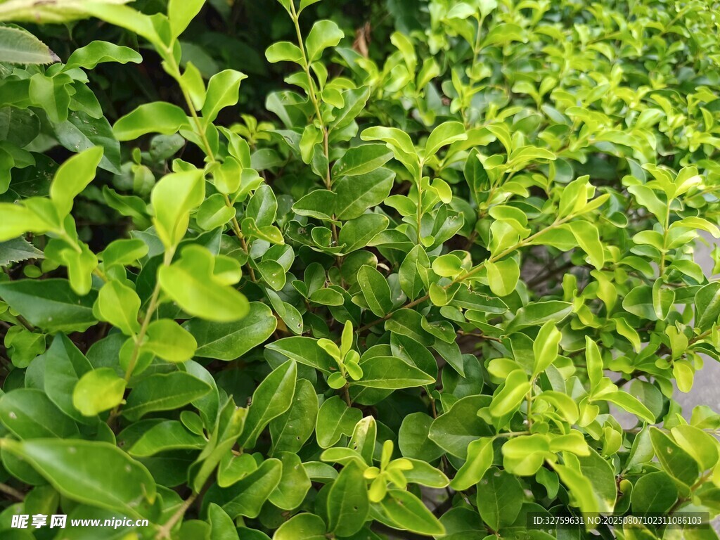 翠綠繁茂的清新綠植