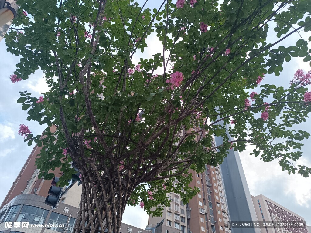 城市中綻放繁花的大樹