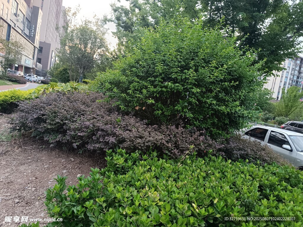 城市中的綠植景觀