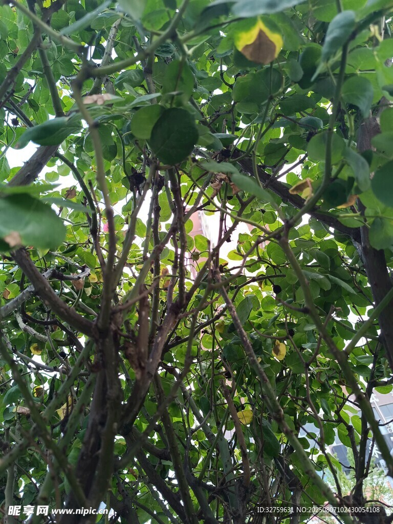 綠葉繁茂的植物景象