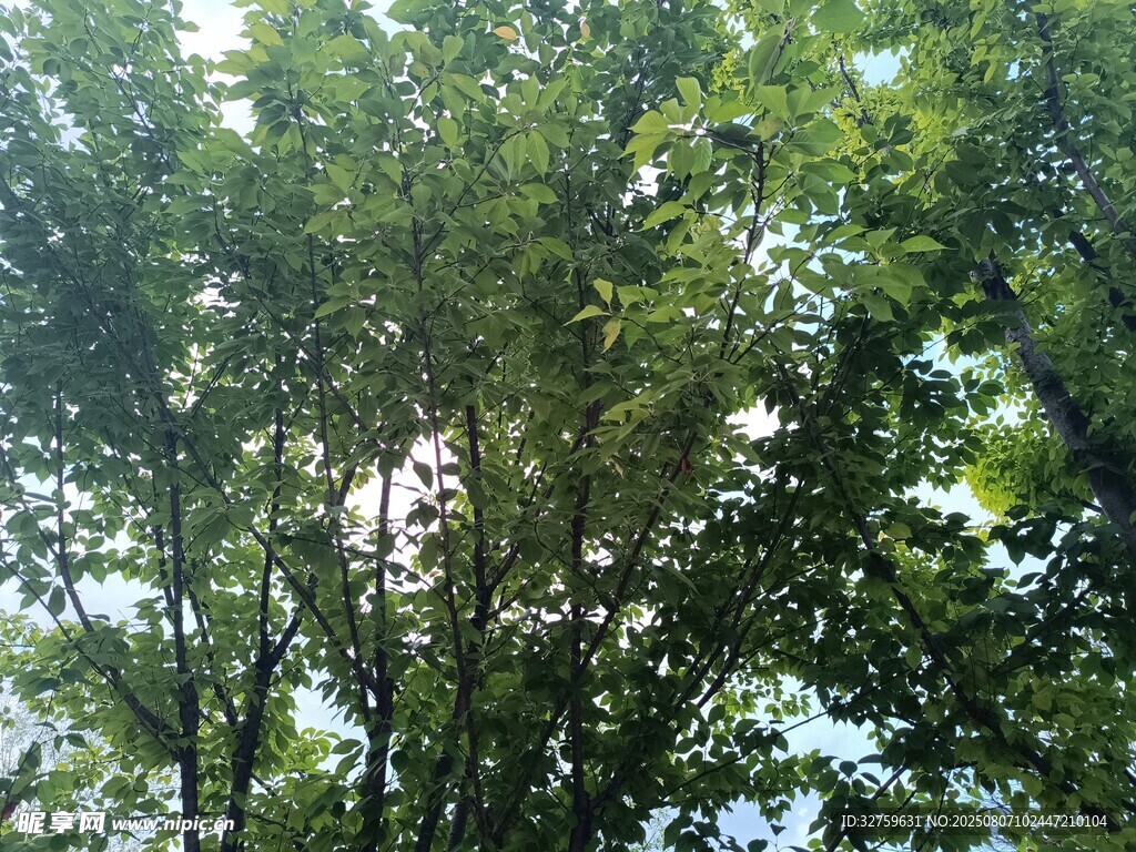 茂密樹林間的斑駁光影