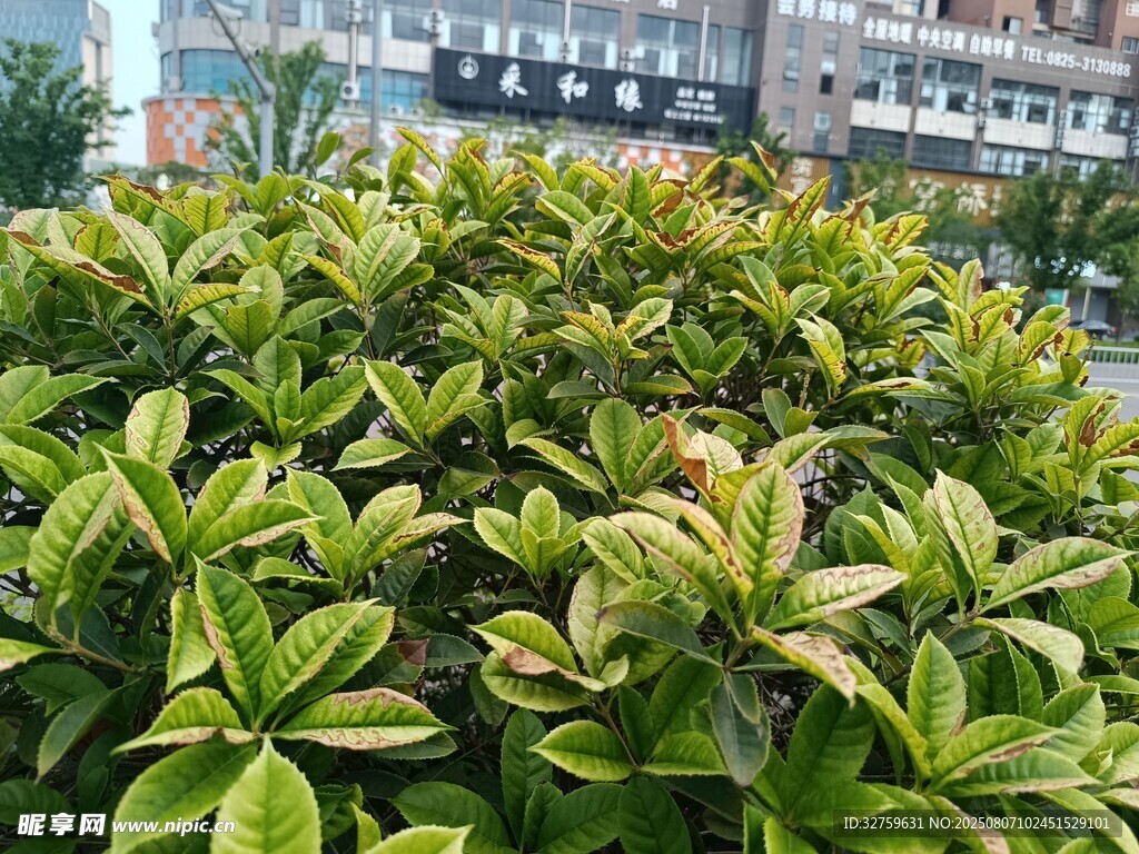 綠葉繁茂的多彩灌木叢