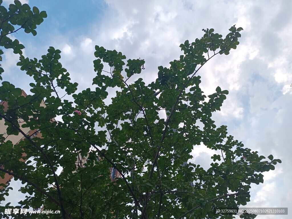 枝葉繁茂的綠樹與藍(lán)天