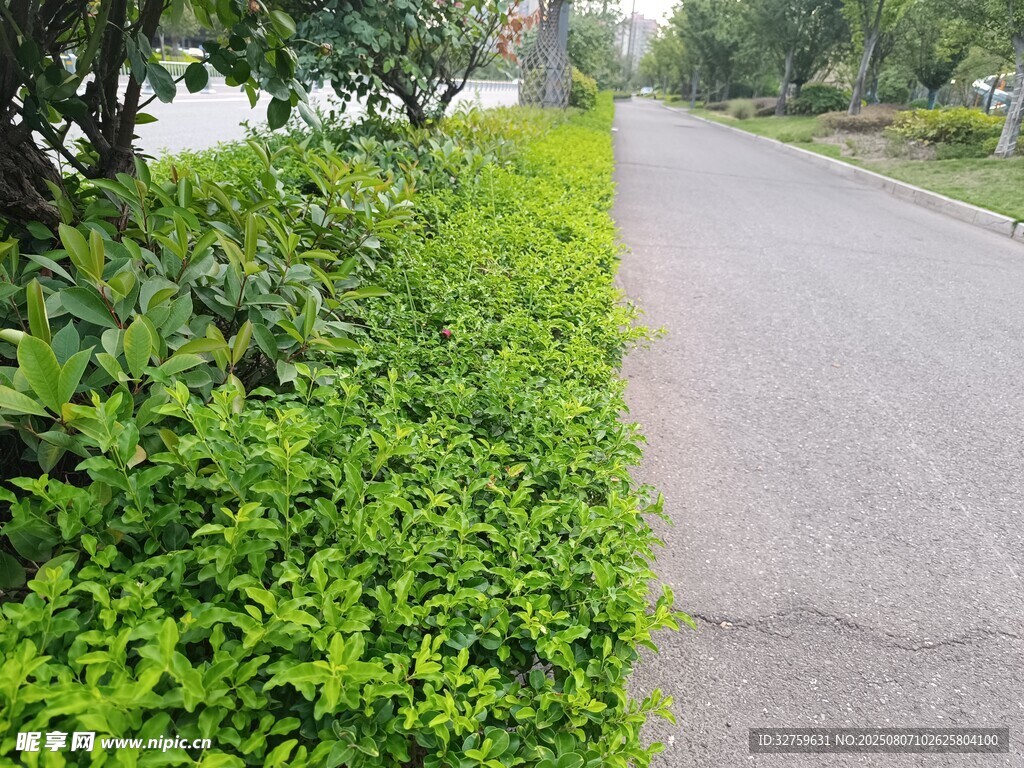 路邊翠綠植被景觀