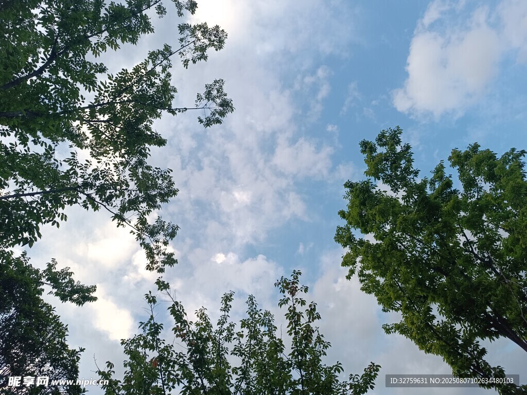仰視綠樹(shù)藍(lán)天美景