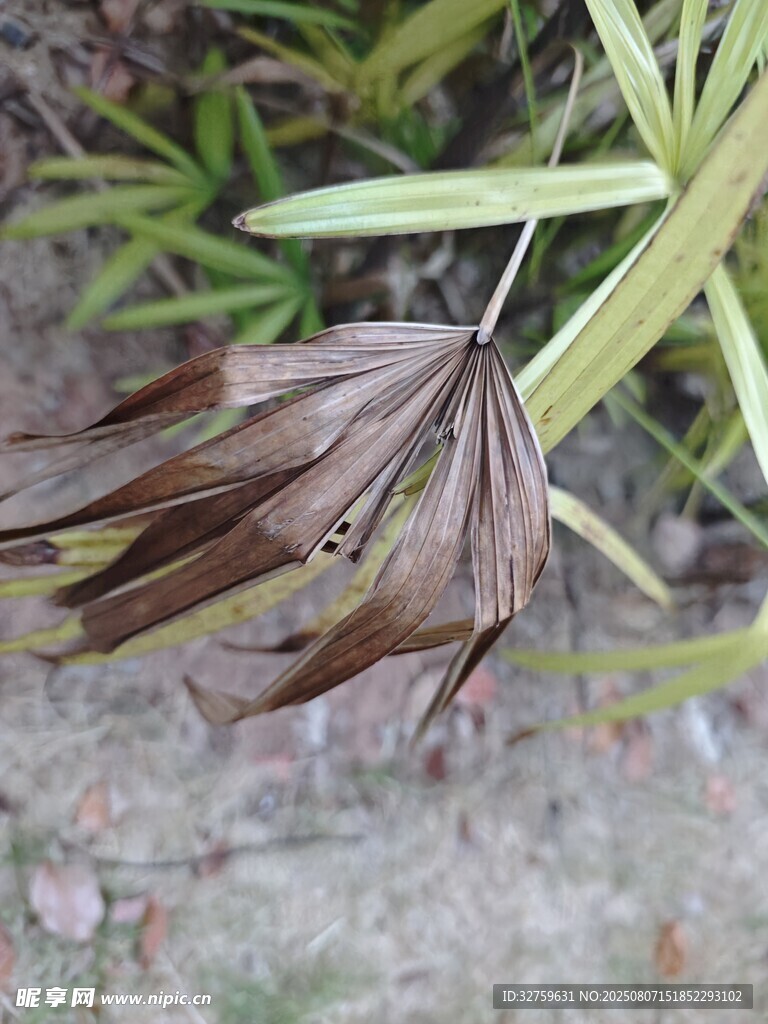 枯萎葉片與綠葉相伴