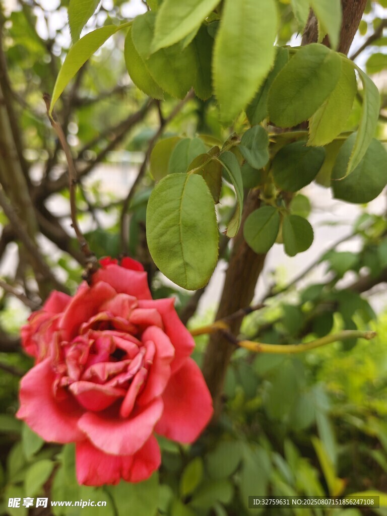 嬌艷紅玫瑰綻放綠葉間