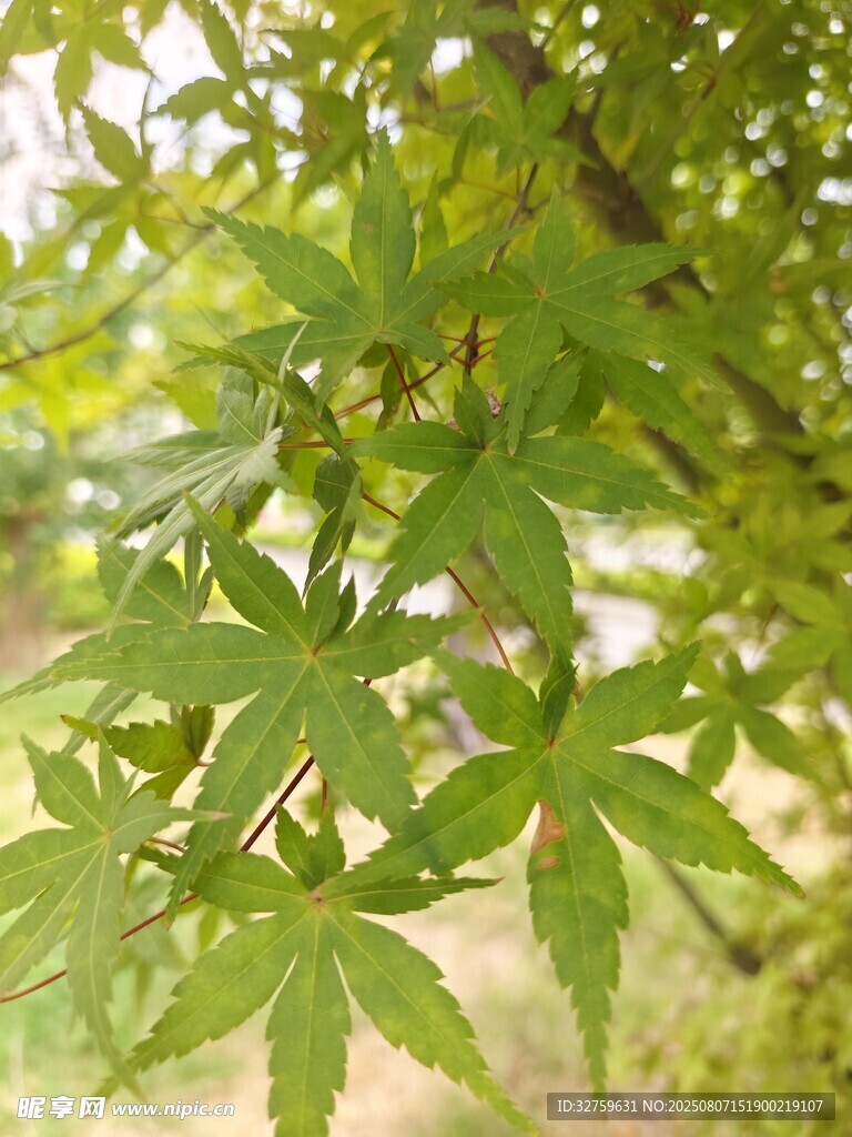 翠綠楓葉樹枝特寫