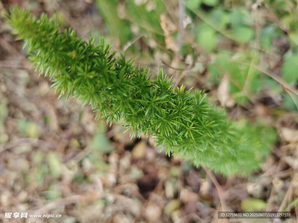 帶刺綠色植物特寫