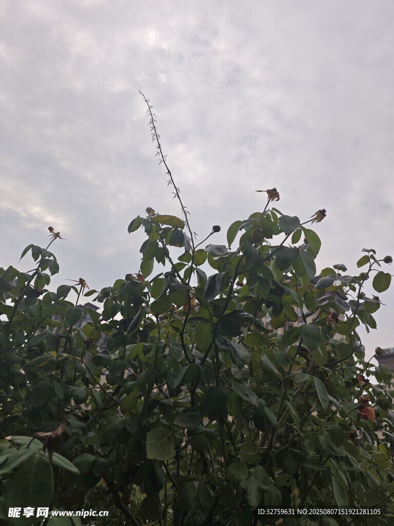 枝頭小鳥(niǎo)立于繁茂綠葉間