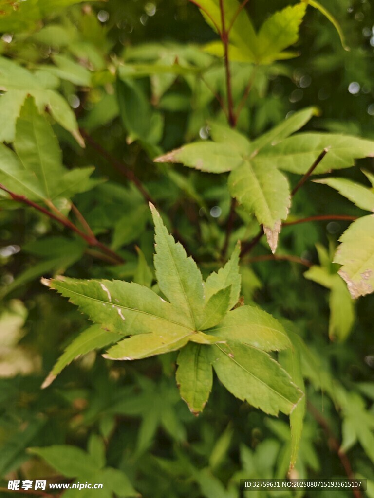 嫩綠葉片植物特寫(xiě)