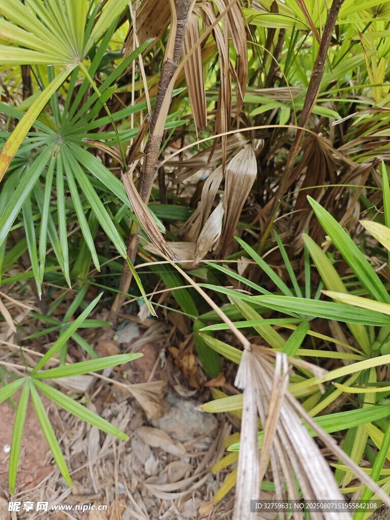 棕櫚植物特寫