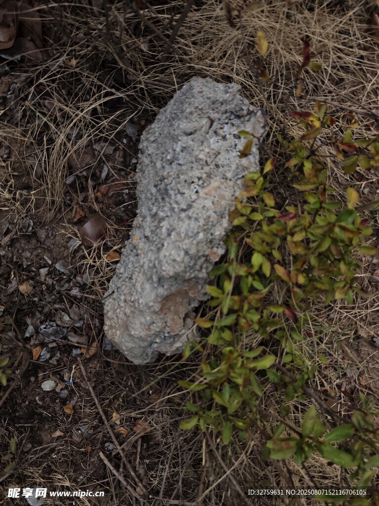 野外石塊旁的綠色植物