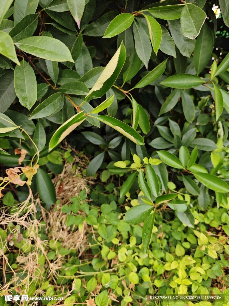 綠葉繁茂的植物景觀