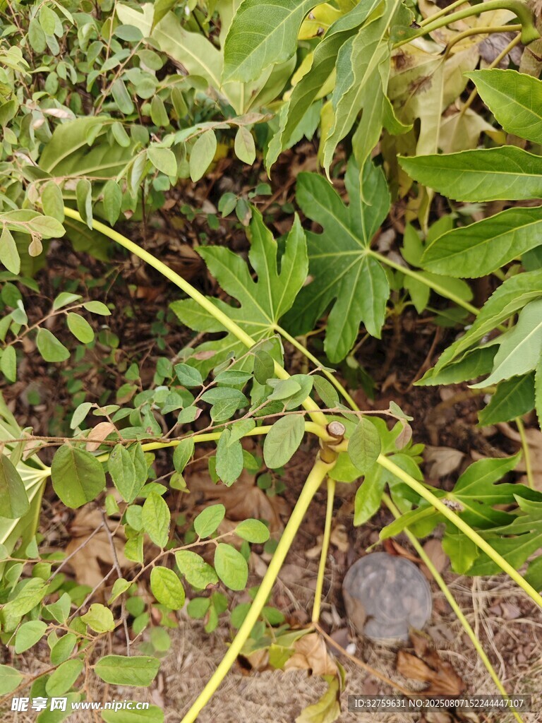 野外生長的綠色植物