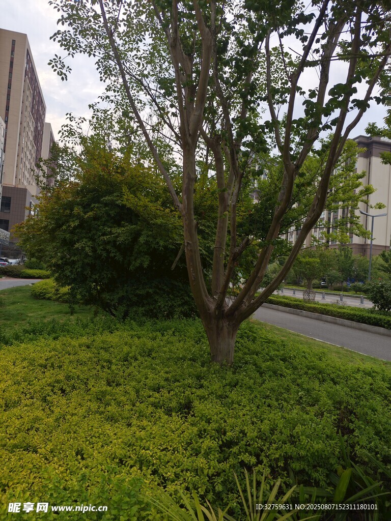 城市中的綠植景觀