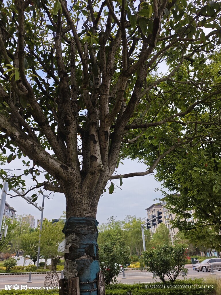 粗壯古樹下的多彩雕塑