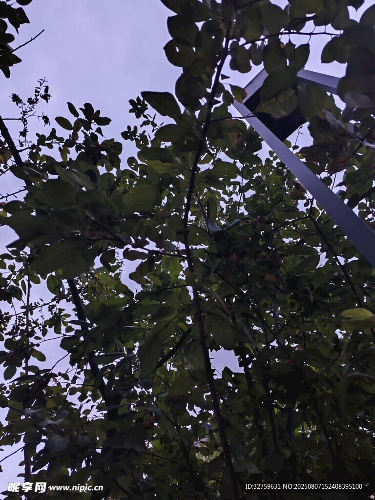 仰視枝葉繁茂的綠樹