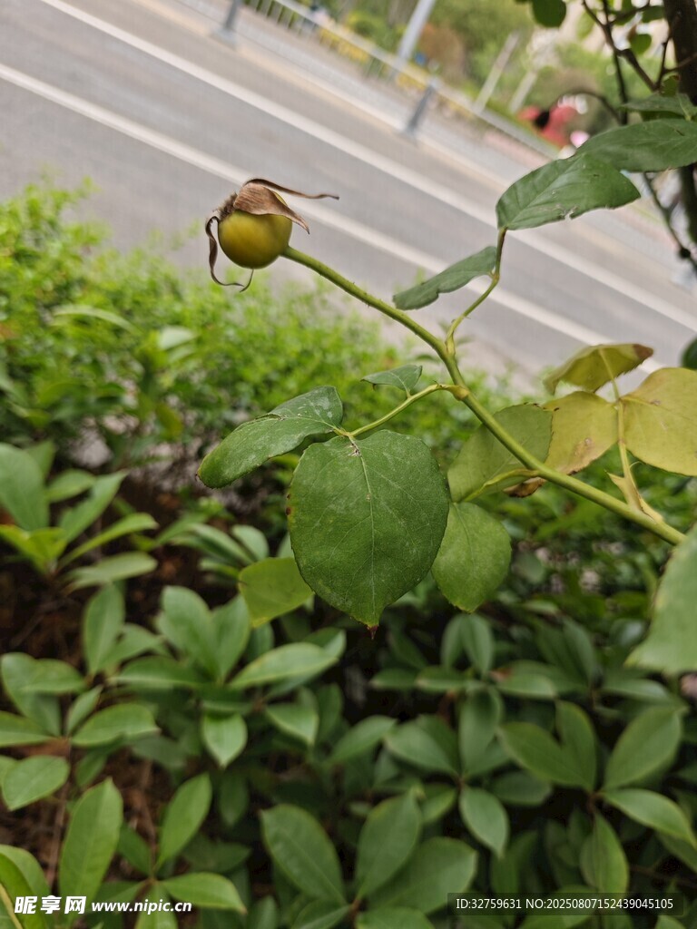 路邊綻放的嬌艷向日葵