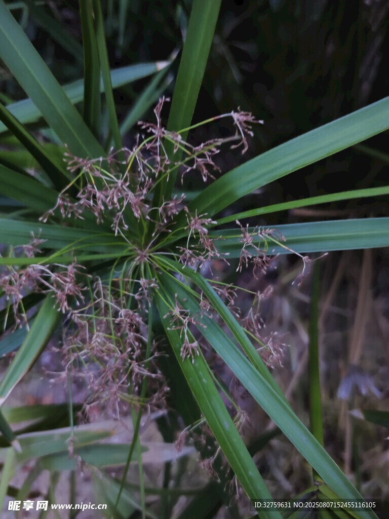 龍舌蘭植物特寫
