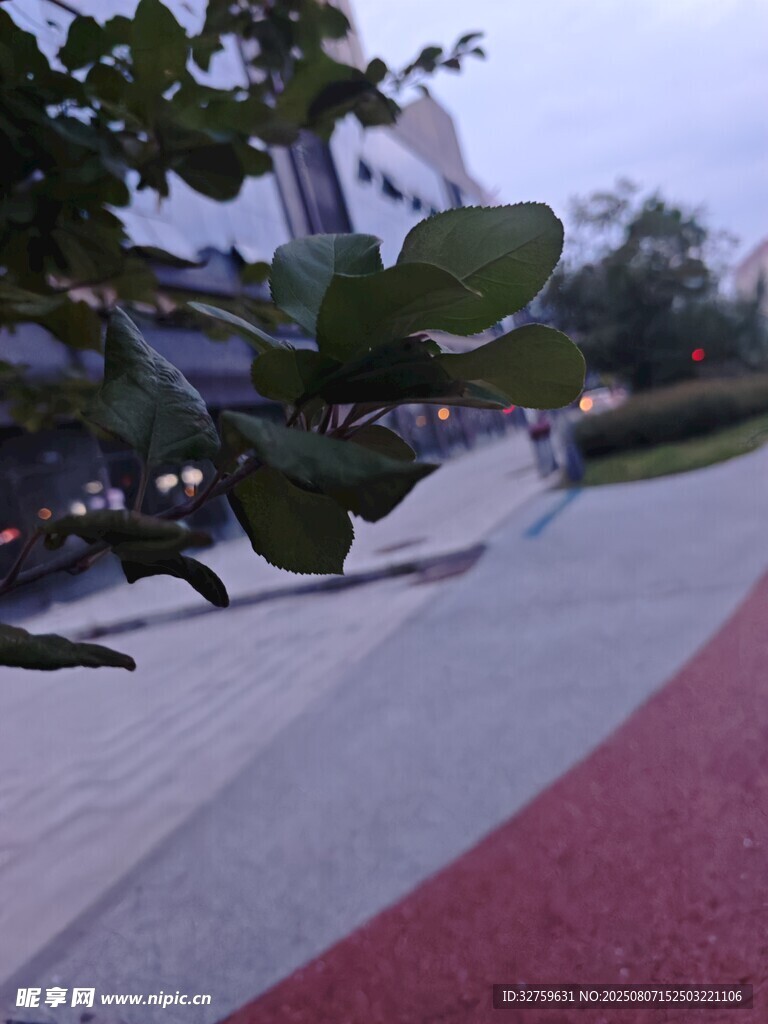傍晚小徑旁的綠植景觀