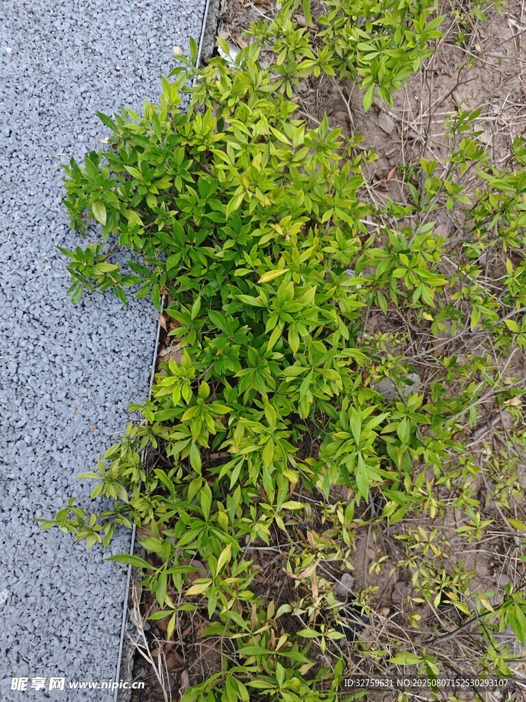 路邊生長(zhǎng)的嫩綠植物