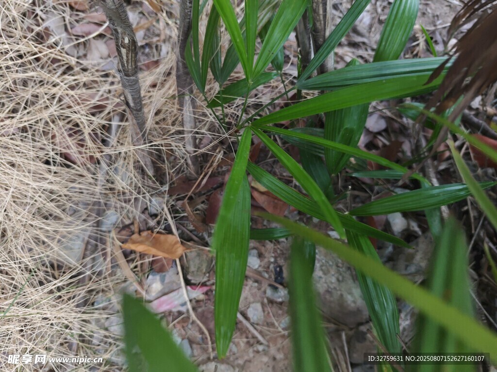 草叢中的小動物