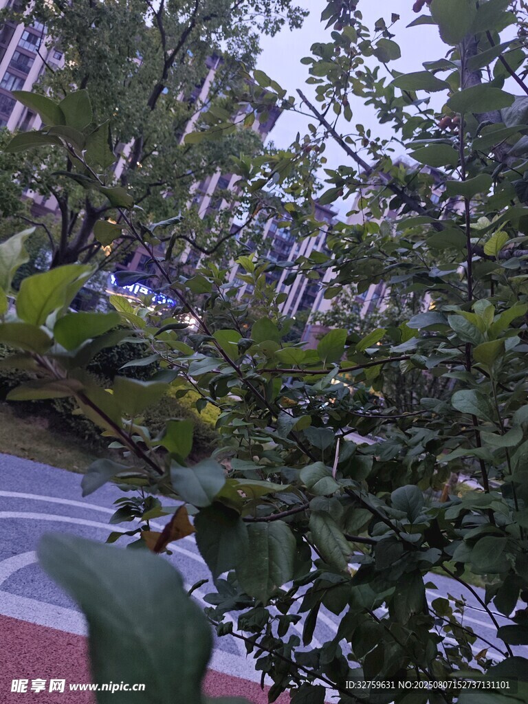 路邊繁茂綠植與紫色花朵