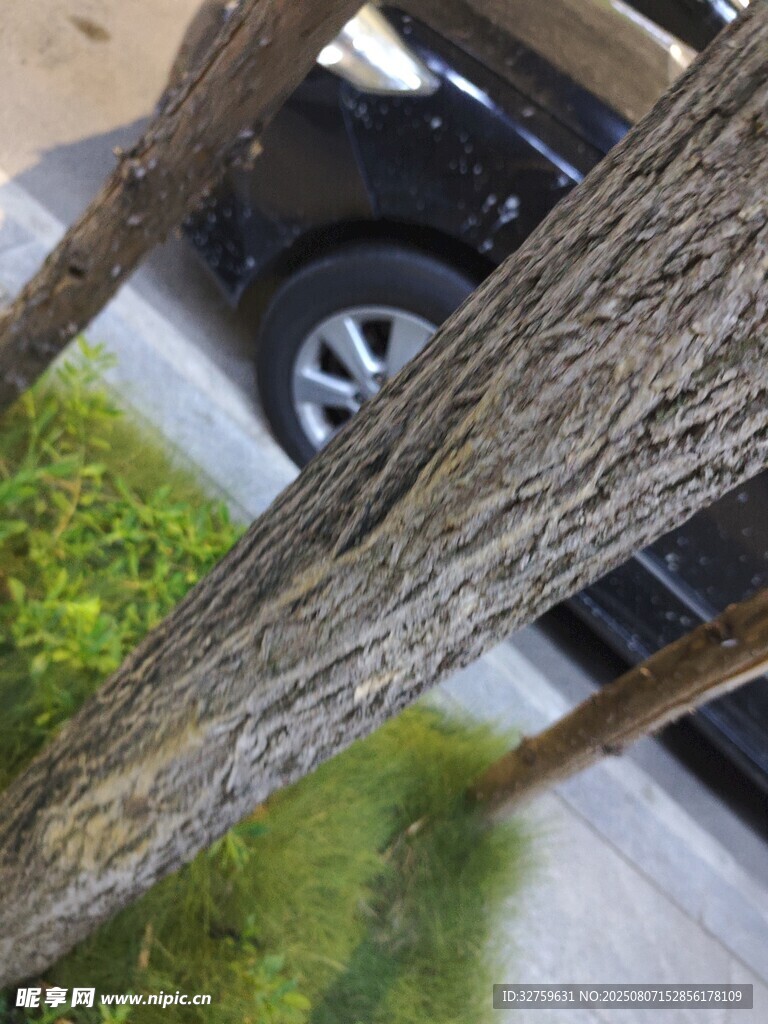 樹干旁的汽車一角