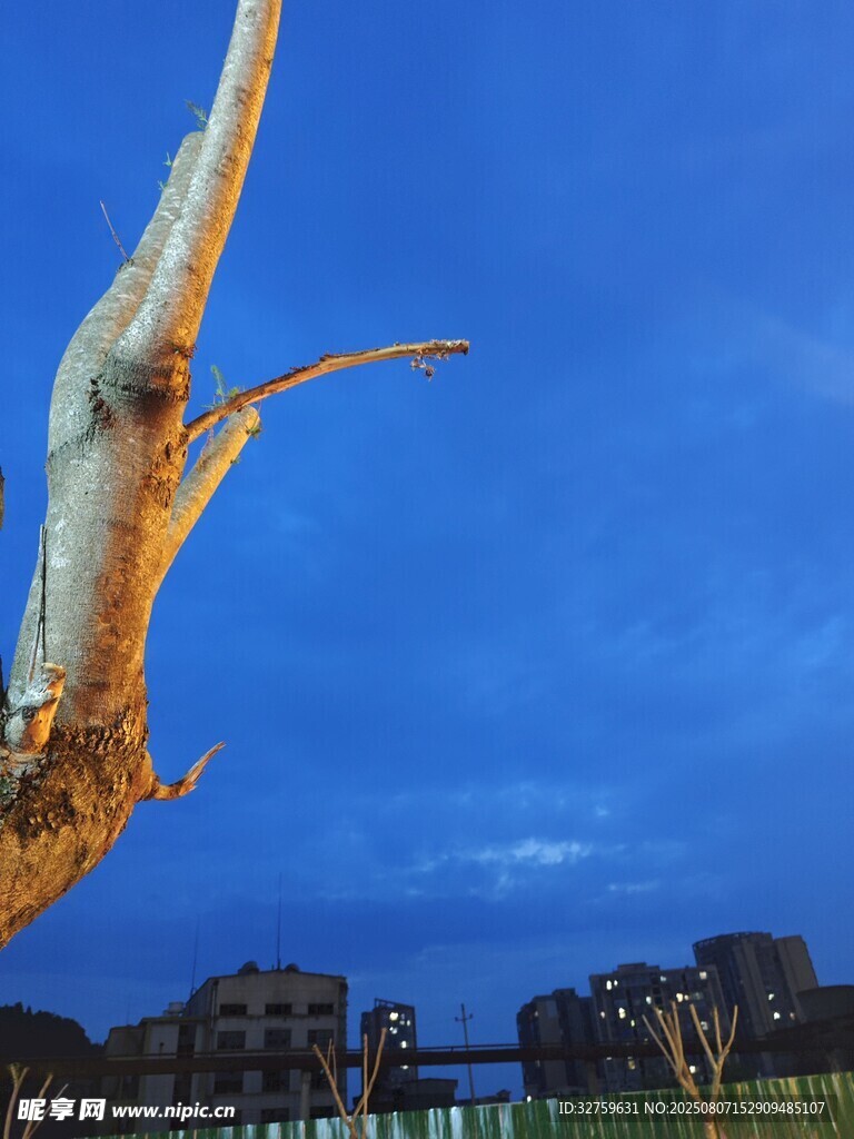 枯樹挺立在黃昏天空下