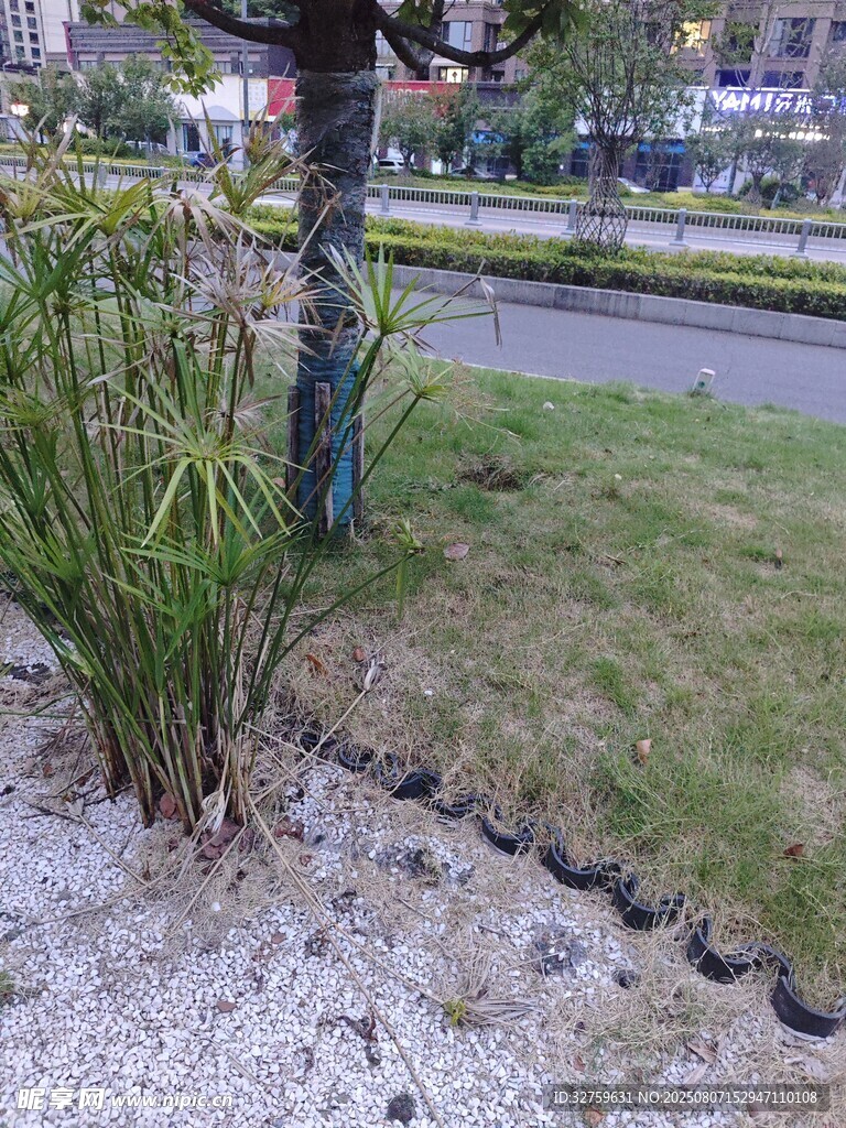 城市街邊綠植景觀一角